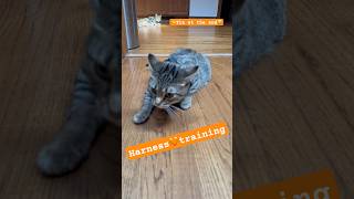 Funny cute cat  Harness training for the beach catshorts short shorts catlovers funny cute [upl. by Giffie]