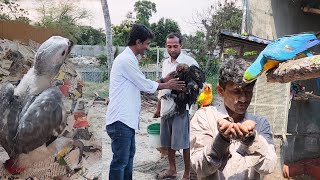 Can This African Grey Parrot Baby Walk  Kya E Grey Parrot Ka Baby Chal Payega [upl. by Ayian690]