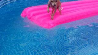 Swimming Chihuahua [upl. by Aslehc]