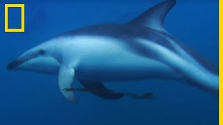 Les dauphins obscurs créatures mystérieuses et fascinantes [upl. by Juanita]