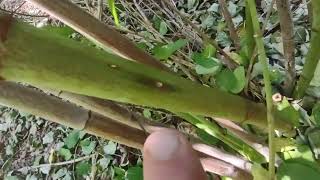 Japanese Knotweed glyphosate injection [upl. by Schalles]