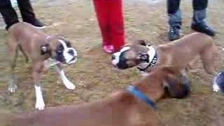 boxer dog fight [upl. by Almeeta]