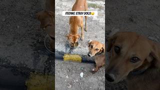 Feeding Strays💛 straydog feedshorts shorts dogs [upl. by Sufur]