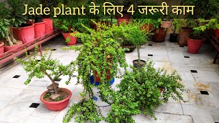 Jade plant lucky plant care बस ये 4 बातों का ख्याल रखने से आप का जेड प्लांट कभी नहीं मरेगा [upl. by Nahtanohj]