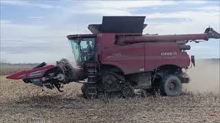 Heavy Machinery  Case IH 8250 AXIALFLOW Harvesting Corn and FIATAGRI 18090 Turbo DT [upl. by Terle]