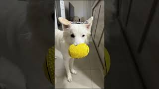 Nobody got sht on me 😎  dogshorts dogcomedy dogmemes funnydog pets whitedog cutedog dog [upl. by Refeinnej]