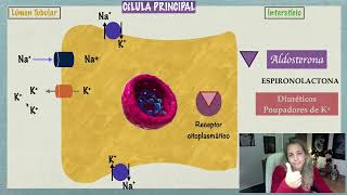 Néfron e Aldosterona Mecanismo de Ação e Espironolactona [upl. by Rivkah500]
