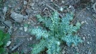 How to Identify Milk Thistle at All Stages of Life [upl. by Soalokcin]