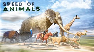 SPEED COMPARISON 3D  Animals 🦌 [upl. by Airekahs]