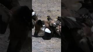 Myna bird fighting  myna birds nature animals birdsound [upl. by Jervis951]