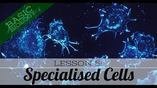 Basic Biology Lesson 5 Specialised Cells GCSE Science [upl. by Nalac318]