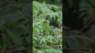 Blue Throated Barbet barbet rains food selfcare birds 4k urbanwildlife backyardwildlife [upl. by Refinnej]