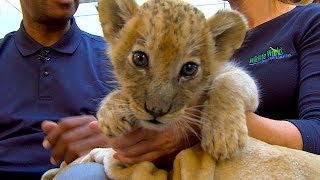 Meet Simba the Lion Cub [upl. by Zoba665]