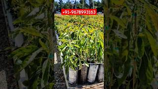 hass avocado plantation work India wholesale Supplier contact now hassavocadoplantation vlog [upl. by Ekle]