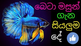 how to care betta fish in sinhalaAll thing about betta fishfighter fish [upl. by Rma560]