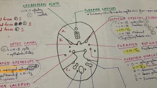 All Important Points About Skull Foramen  INICET NEET PG FMGE  Dr Pawan nagar [upl. by Lemmy876]