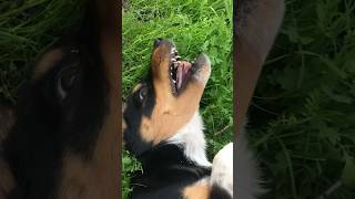 What a Heeler Puppy is Like Teefs [upl. by Ybbor478]