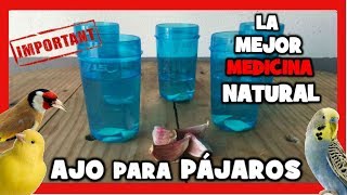 AJO PARA CANARIOS Y PAJAROS EXOTICOS  REMEDIOS NATURALES PARA DESPARASITAR CANARIOS DE FORMA CASERA [upl. by Pepita]