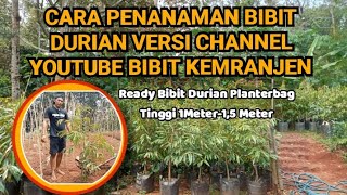 CARA PENANAMAN BIBIT DURIAN TINGGI 15 METER UP PALING MUDAH [upl. by Madaih]