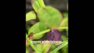 grouse whortleberry [upl. by Karine963]