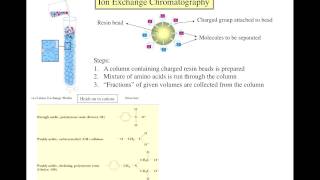 Separation of amino acids [upl. by Chickie]