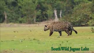 Big male Jaguar salivates over and stalks oblivious Tapir at Jaguar Lake [upl. by Lilian]