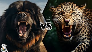 TIBETAN MASTIFF VS LEOPARD  Who Would Win a Fight [upl. by Hiro]