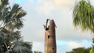 Pileated Woodpecker Calling From Old Palm Tree Stump [upl. by Natsyrk763]