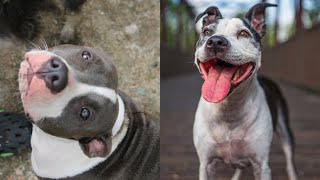 Pitbulls Being Wholesome EP17  Funny and Cute Pitbull Compilation [upl. by Llet]