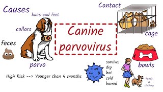 Parvovirus in Dogs Causes Symptoms Diagnosis Treatment [upl. by Siduhey360]