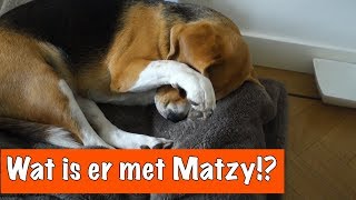 Arme Matzy  DierenpraatTV [upl. by Zerat]