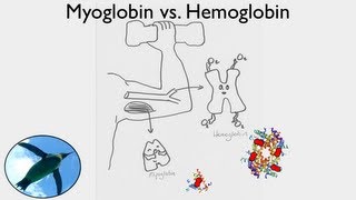 Getting Oxygen Myoglobin vs Hemoglobin [upl. by Anhoj]