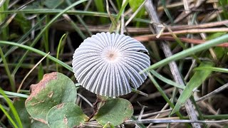 4K Parasola plicatilis Mushroom Identification [upl. by Neerihs]