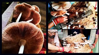 How To Grow HighYield Mushrooms At Home Step By Step [upl. by Ailime]