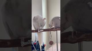 Why Do I Know How It’s Gonna End 😅 cockatielfunny [upl. by Halik]