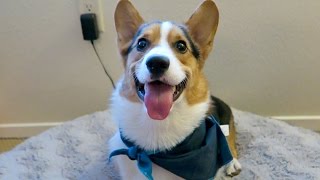 SPOILING MY CORGI DOG  Life After College Ep 422 [upl. by Hcardahs]