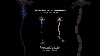 Como funcionan las neuronas  neuronas [upl. by Pani973]