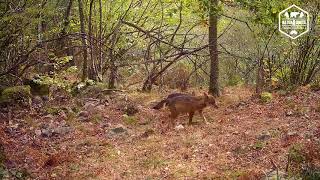 Lobos en Somiedo Asturias [upl. by Dolphin659]