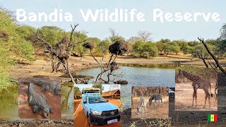 Bandia Wildlife Reserve 🇸🇳 Senegal Mini Safari 4K [upl. by Leonora]