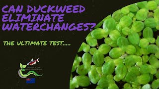 Do you need to do water changes with duckweed in your freshwater aquarium [upl. by Anuaf]