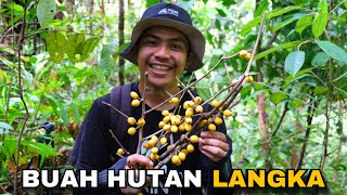 2 Hari berpetualang bersama teman mencari buah hutan dan panen buah milik warga [upl. by Animrac240]