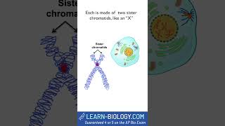 Mitosis Explained in Rap for AP Bio celldivision mitosis cellcycle apbiology [upl. by Cynthla427]