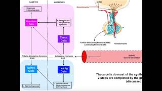 Specific Hormones  Functions of FSH and LH Gonadotropins [upl. by Ailssa352]