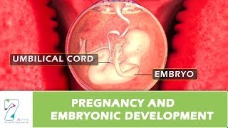 Pregnancy and Embryonic Development [upl. by Enelyam]