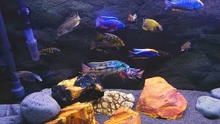 Mixed Victorian amp Malawi Cichlids Tank [upl. by Blanchard]