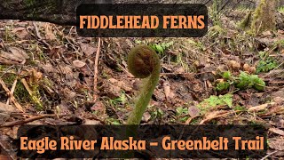 How To Harvest amp Cook Fiddlehead Ferns in Alaska [upl. by Gottuard]