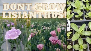 Dont Grow Lisianthus Watch this first Flower Farming [upl. by Enilram]