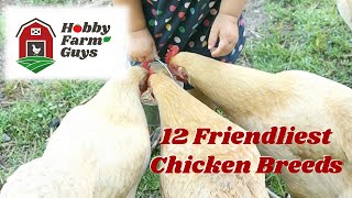 12 Of The Friendliest Chicken Breeds [upl. by Artemla266]