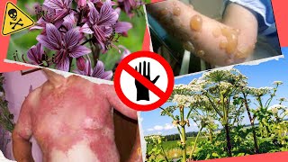 DO NOT TOUCH 😲 10 MOST POISONOUS PLANTS ON THE PLANET [upl. by Kosiur577]