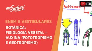 Me Salva BOT31  Botânica  Fisiologia vegetal Auxina fototropismo e geotropismo [upl. by Anirres255]